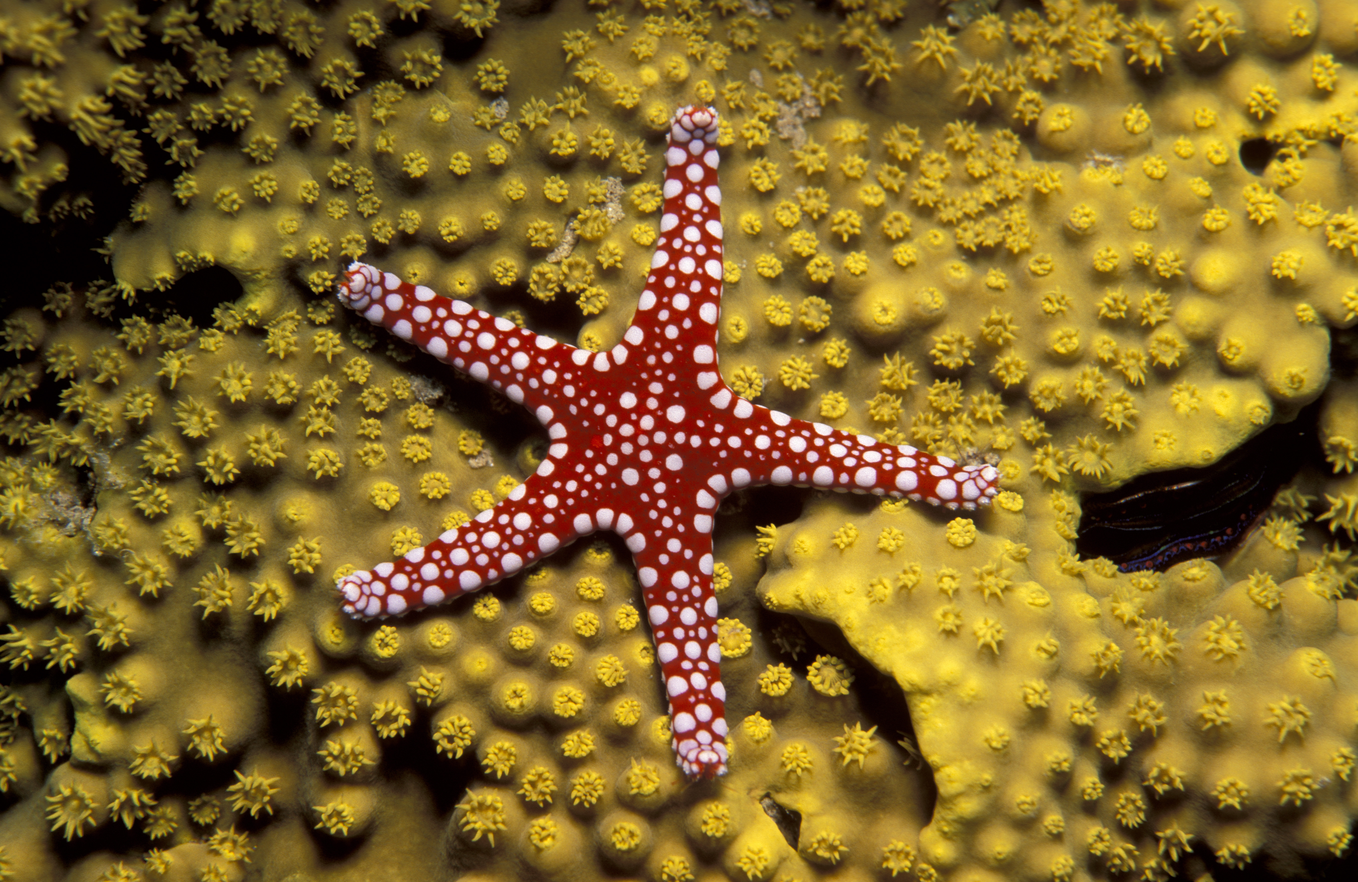 Звезда на дне океана