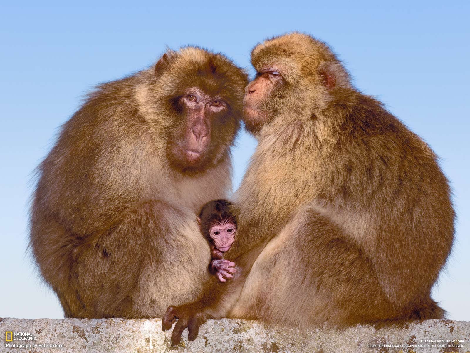 Браки мужчин обезьян. Четыре обезьяны. Две обезьянки. Семья обезьян. Мама и папа обезьяны.