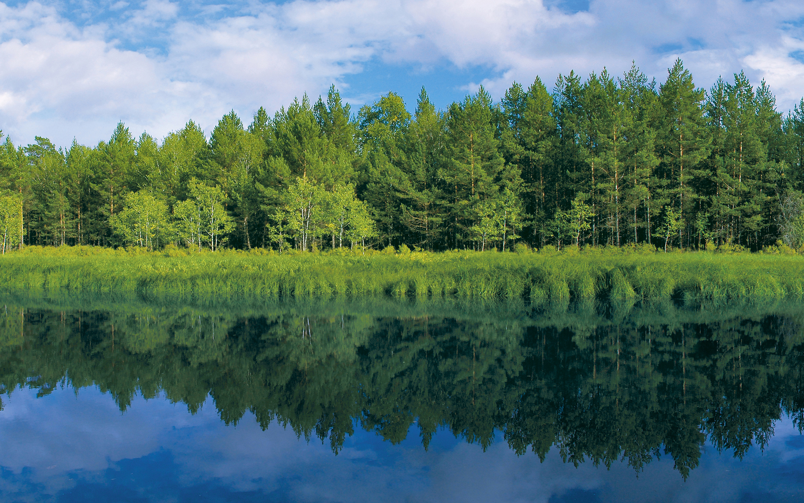 Хвойное озеро. Простор сибирской реки хвойный лес. Панорама леса. Лес панорама. Природа Сибири.