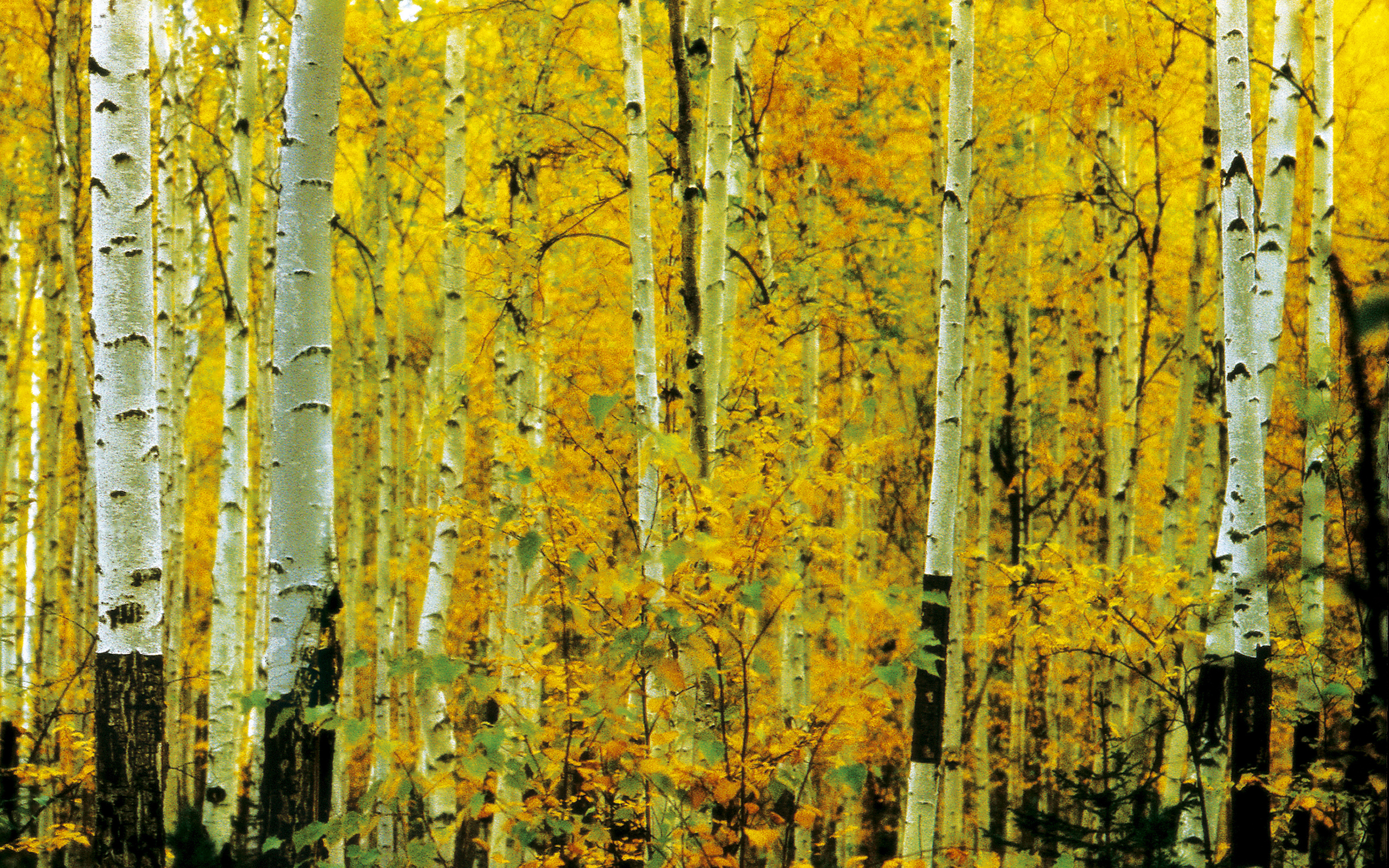 Желтые березки. Березовый лес. Осенний березовый лес. Береза осенью. Береза осень.