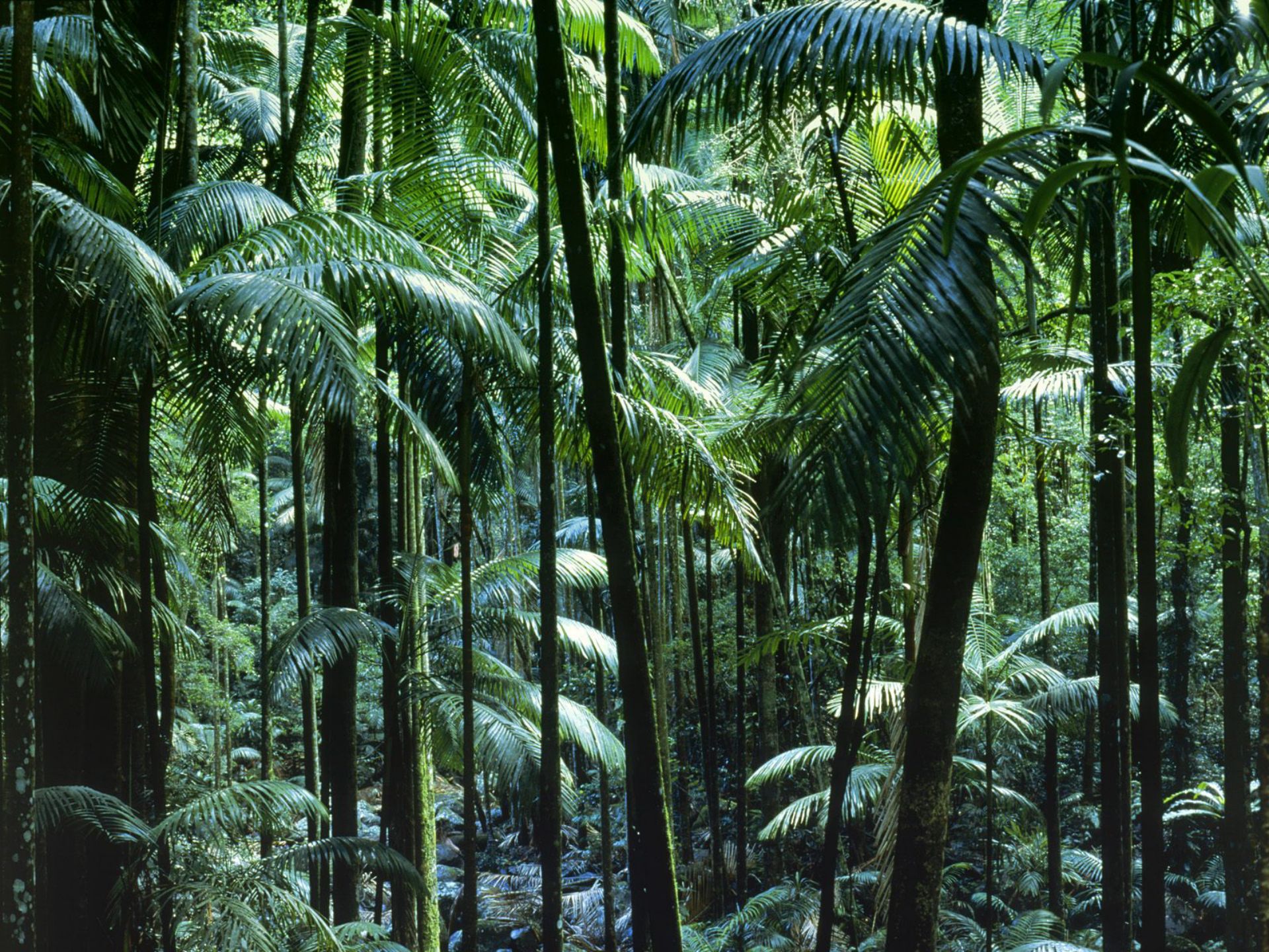 Влажные экваториальные леса условия жизни