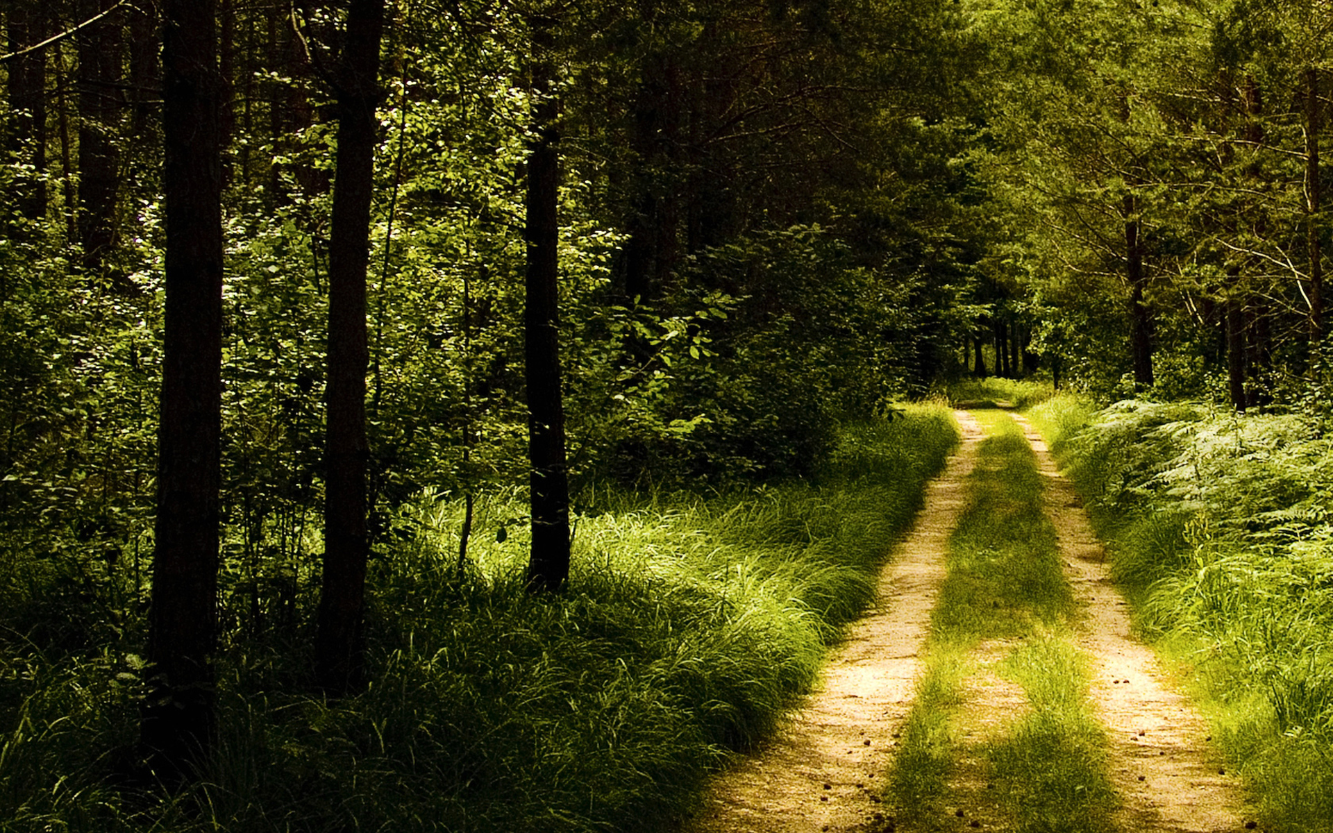 Дорога ведет в лес. Дорога в лесу. Лесная дорога. Тропинка в лесу. Лесные тропинки.